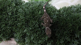 SG39- 9 Spot Sarasinorum Gecko