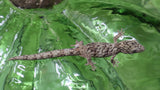 EVB15- Male Eurydactylodes Viellardi