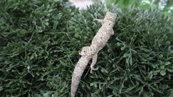 EVB13- Male Eurydactylodes Viellardi
