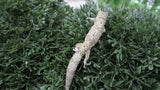 EVB13- Male Eurydactylodes Viellardi