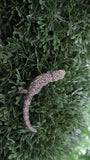 EAB24- Male Eurydactylodes Agricolae