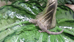 EAB23- Female High Orange Eurydactylodes Agricolae