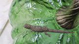 EAB22- Female Eurydactylodes Agricolae