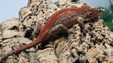 GG408- RTB Female Redstripe Gargoyle Gecko