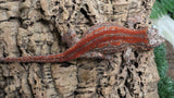 GG408- RTB Female Redstripe Gargoyle Gecko