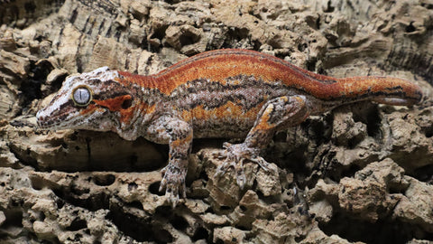 GG407- RTB Female Orange Stripe Gargoyle Gecko