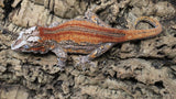 GG407- RTB Female Orange Stripe Gargoyle Gecko