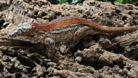 GG406- RTB Female Orange Stripe Gargoyle Gecko