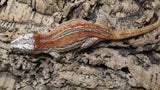 GG406- RTB Female Orange Stripe Gargoyle Gecko