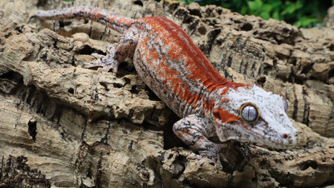 GG405- RTB Male Redstripe Gargoyle Gecko