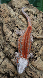 GG405- RTB Male Redstripe Gargoyle Gecko