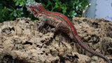 GG404- RTB Male Redsgtripe Gargoyle Gecko