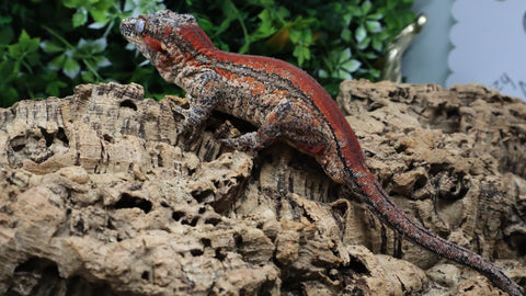 GG404- RTB Male Redsgtripe Gargoyle Gecko