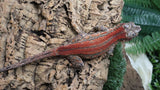 GG404- RTB Male Redsgtripe Gargoyle Gecko