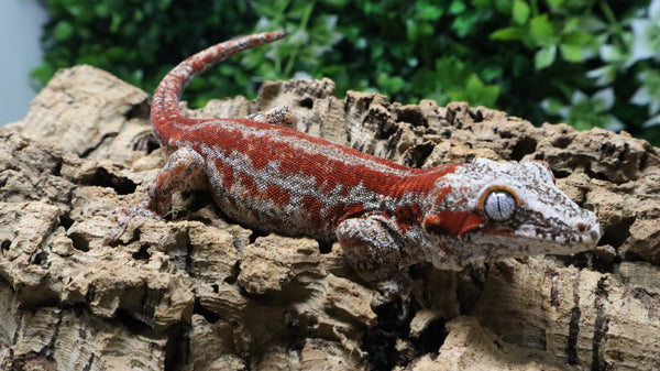 GG403- RTB Male Redstripe Gargoyle Gecko