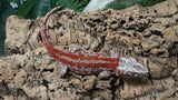 GG403- RTB Male Redstripe Gargoyle Gecko