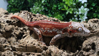 GG402- RTB Male Redstripe Gargoyle Gecko