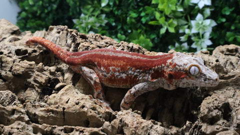 GG402- RTB Male Redstripe Gargoyle Gecko