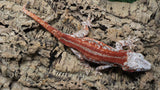 GG402- RTB Male Redstripe Gargoyle Gecko