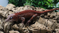 GG401- RTB Male Redstripe Gargoyle Gecko