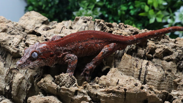 GG401- RTB Male Redstripe Gargoyle Gecko