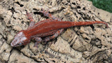 GG401- RTB Male Redstripe Gargoyle Gecko