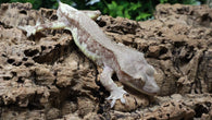 CG359- Male Phantom Lilly White Crested Gecko