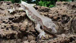 CG359- Male Phantom Lilly White Crested Gecko