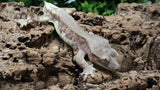 CG359- Male Phantom Lilly White Crested Gecko