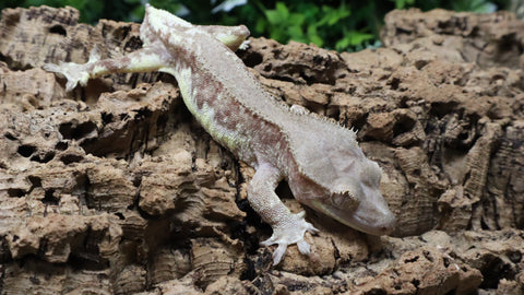 CG359- Male Phantom Lilly White Crested Gecko
