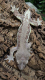 CG359- Male Phantom Lilly White Crested Gecko