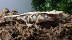 CG358-Almost RTB Male Red Lilly White