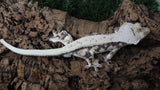 CG358-Almost RTB Male Red Lilly White