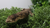 LB578- MTK Melanistic Leachianus Gecko