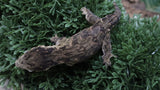 LB578- MTK Melanistic Leachianus Gecko