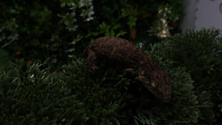 LB577- Melanistic Leachianus Gecko