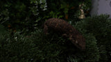 LB577- Melanistic Leachianus Gecko