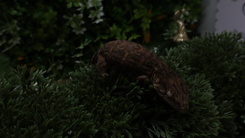 LB577- Melanistic Leachianus Gecko