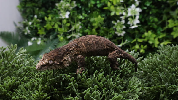 LB576- MTK Melanistic Leachianus Gecko