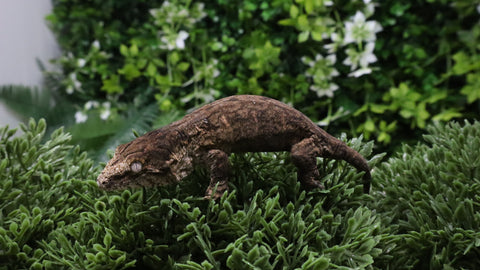 LB576- MTK Melanistic Leachianus Gecko