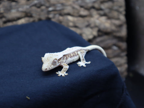 Lilly White Crested Gecko (CLW#36)