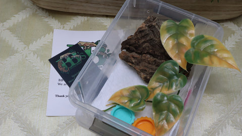 Small Reptile Baby Kit All in One
