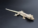 Lilly White Crested Gecko (CLW39)