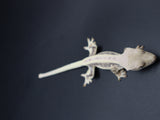 Lilly White Crested Gecko (CLW39)