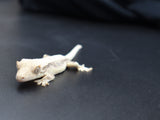 Lilly White Crested Gecko (CLW39)