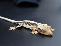 Lilly White Crested Gecko (CLW41)