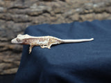 Lilly White Crested Gecko (CLW42)