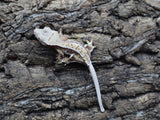 Lilly White Crested Gecko (CLW42)