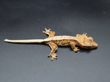 Lilly White Crested Gecko (CLW33)