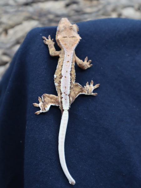 Lilly White Crested Gecko (CLW33)